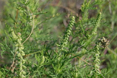 Ambrosia tenuifolia