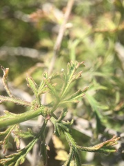 Glandularia lilacina