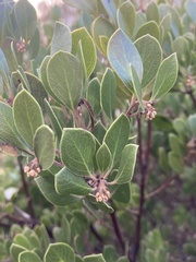 Arctostaphylos hookeri hookeri