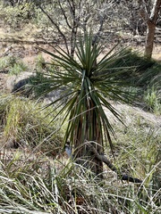 Yucca madrensis