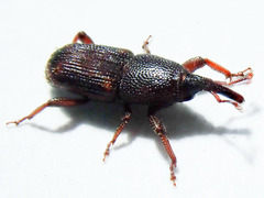 Sitophilus zeamais