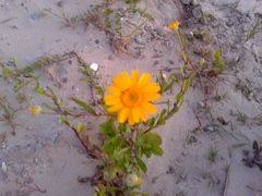 Coleostephus myconis