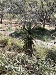 Yucca madrensis
