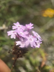 Glandularia lilacina