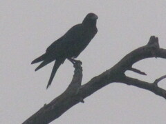 Corvus macrorhynchos