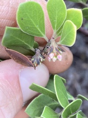 Arctostaphylos hookeri hookeri