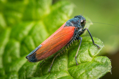 Cardioscarta flavifrons