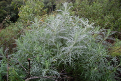Senecio brasiliensis