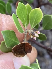 Arctostaphylos hookeri hookeri