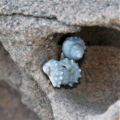 Nodilittorina pyramidalis