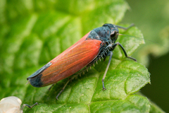 Cardioscarta flavifrons