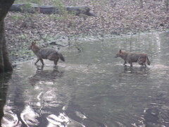 Canis aureus indicus