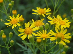 Senecio brasiliensis