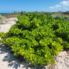 Scaevola taccada