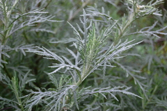 Senecio brasiliensis