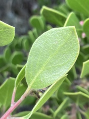 Arctostaphylos hookeri hookeri