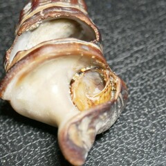 Bembicium auratum