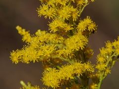 Solidago chilensis