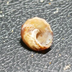 Bembicium auratum
