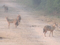 Canis aureus indicus