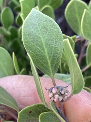 Arctostaphylos hookeri hookeri