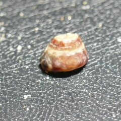 Bembicium auratum