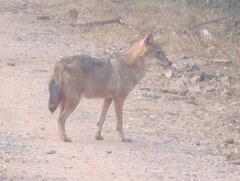 Canis aureus indicus