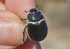 Paracotalpa deserta