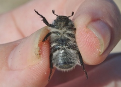 Paracotalpa deserta