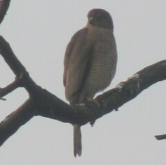 Accipiter badius