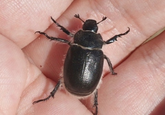 Paracotalpa deserta