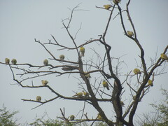 Treron phoenicopterus