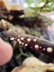 Capitotricha bicolor