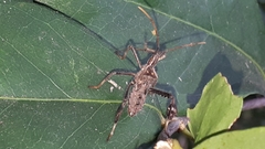 Leptoglossus zonatus