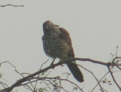 Accipiter badius