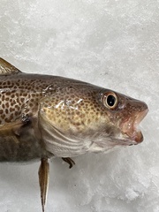 Gadus morhua