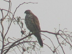 Accipiter badius