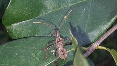 Leptoglossus zonatus