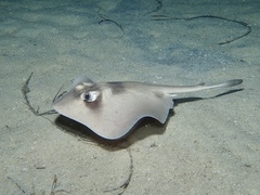 Trygonoptera personata