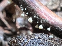 Capitotricha bicolor