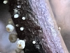 Capitotricha bicolor