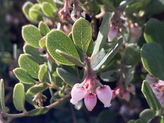 Arctostaphylos pumila