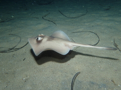 Trygonoptera personata