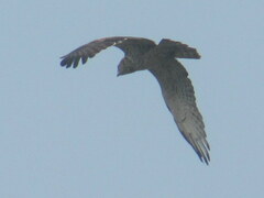 Circaetus gallicus