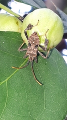 Leptoglossus zonatus