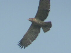 Circaetus gallicus