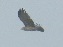Circaetus gallicus