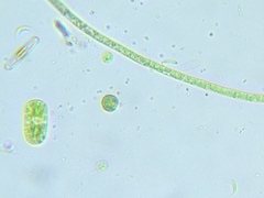 Klebsormidium
