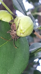 Leptoglossus zonatus