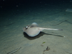 Trygonoptera personata